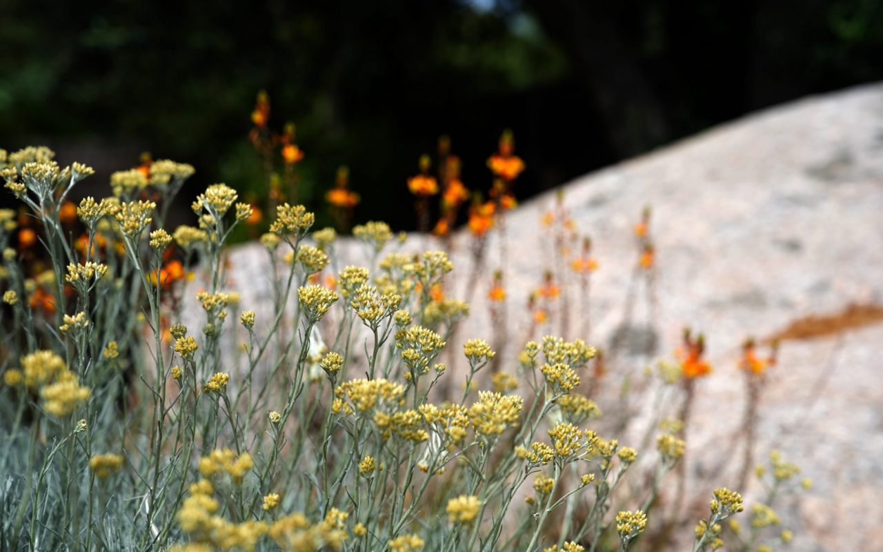 immortelle corse